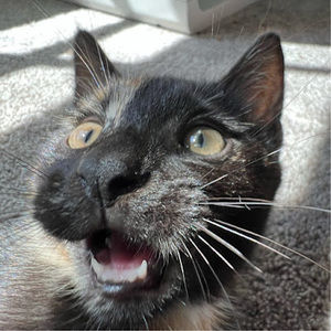 Meet your Posher, Freddie